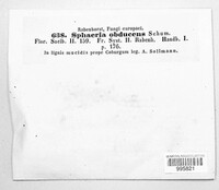 Praetumpfia obducens image